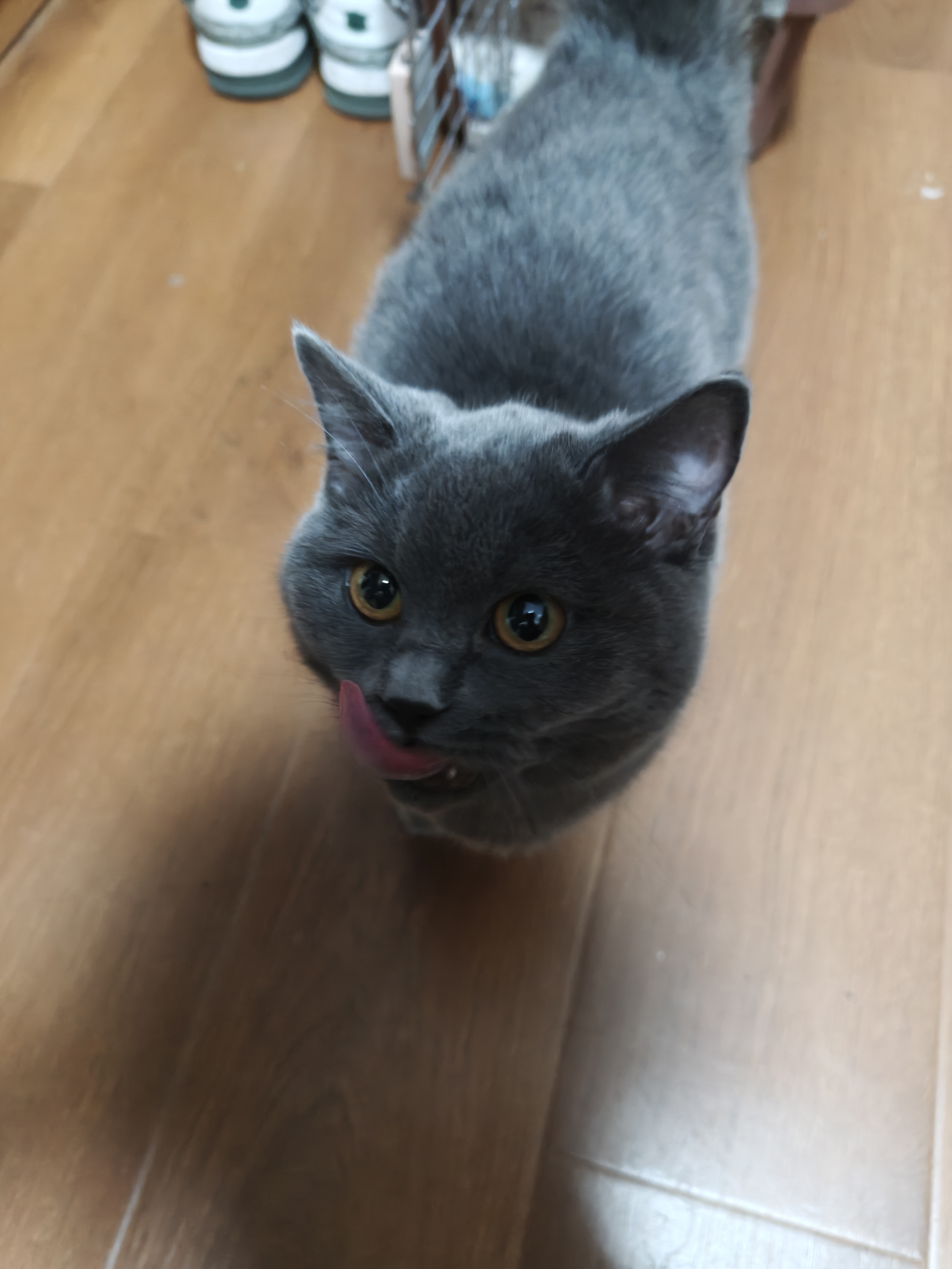英国短毛猫，急着出，价格可以再商量
